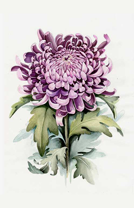 Chrysantheme