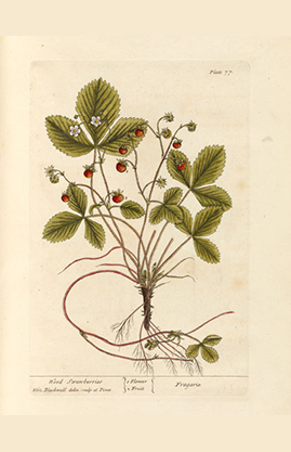 Erdbeeren