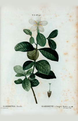 Gardenien