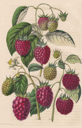 Himbeeren