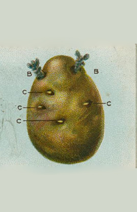 Karftoffeln