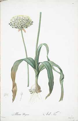 Knoblauch