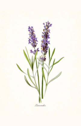Lavendel