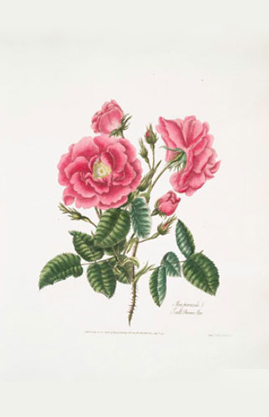 Rosen