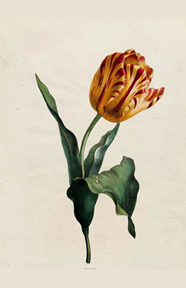 Tulpen