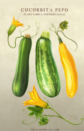 Zucchini