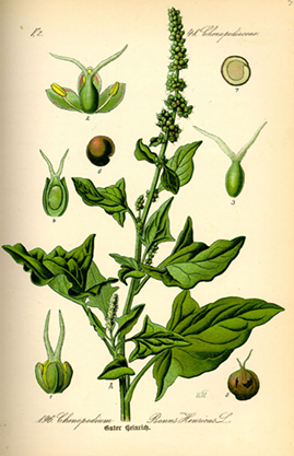 Spinash